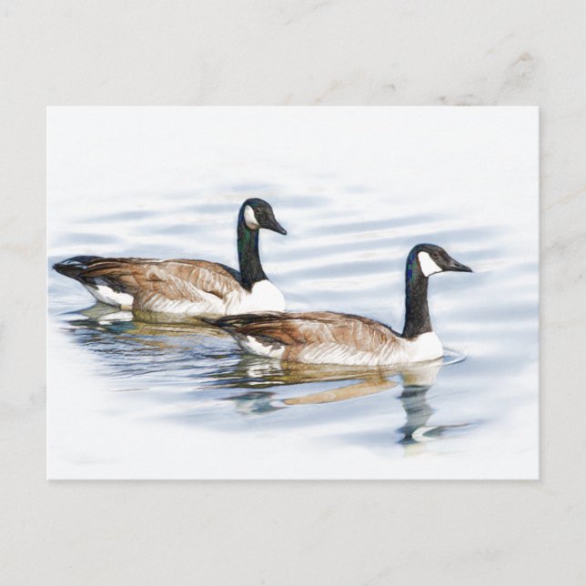 Pair of Geese Postcard (Front)