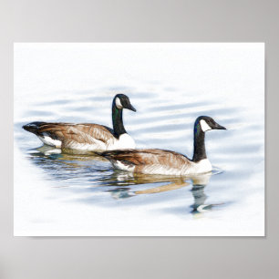 Pair of Geese Poster