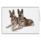 Pair of German Shepherd Dogs
