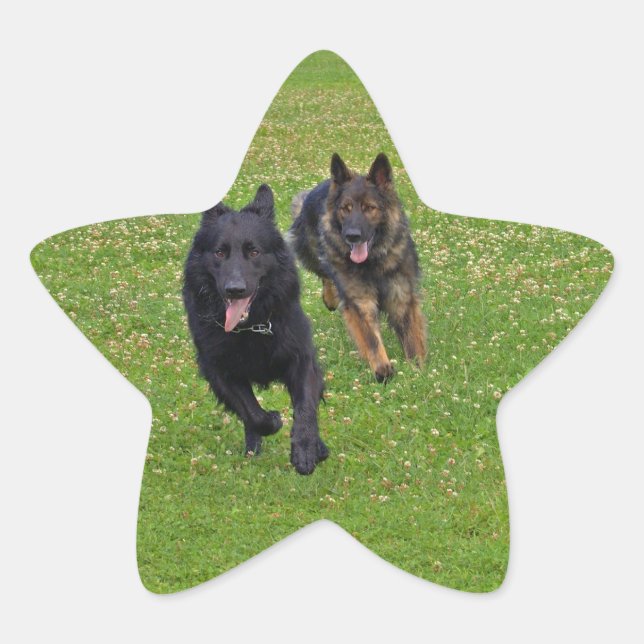 Pair of German Shepherds Star Sticker (Front)