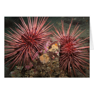 Pair of Giant Red Sea Urchins