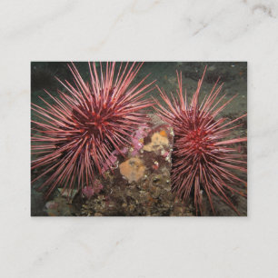 Pair of Giant Red Sea Urchins - Business Card