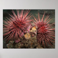 Pair of Giant Red Sea Urchins Fine Art Prints