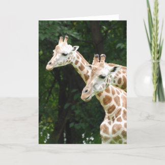 Pair of Giraffes  Greeting Cards