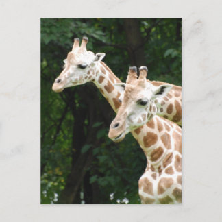 Pair of Giraffes Postcard