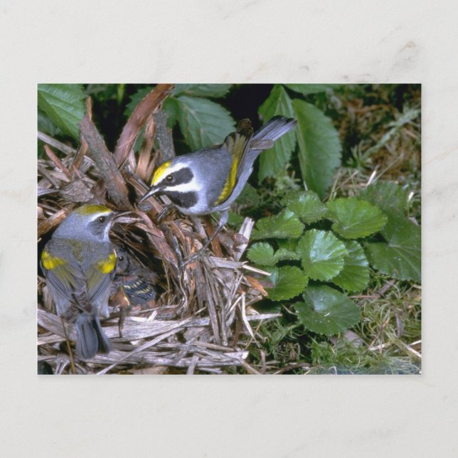 Pair of Golden-winged Warblers with nest Postcard (Front)