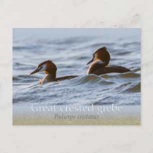Pair of great crested grebes CC0757 Postcard
