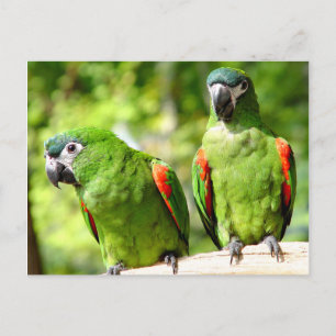 Pair Of Green Parrots Postcard