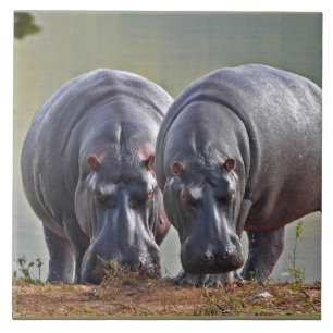Pair of Hippos Tile
