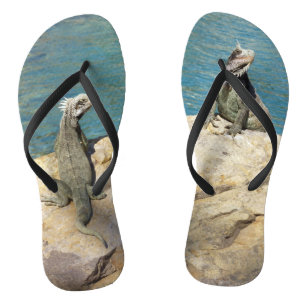 Pair of Iguanas Tropical Wildlife Photography Jandals