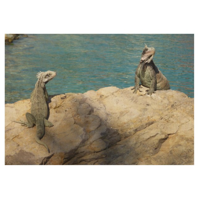 Pair of Iguanas Tropical Wildlife Photography Wood Poster (Front)