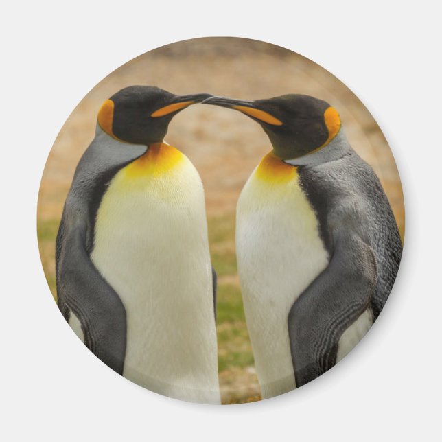 Pair of King Penguins, Falklands Magnet (Front)