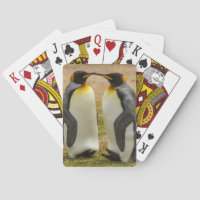 Pair of King Penguins, Falklands