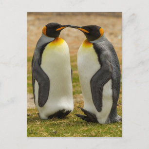 Pair of King Penguins, Falklands Postcard