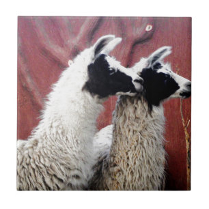 Pair of Llamas Tile