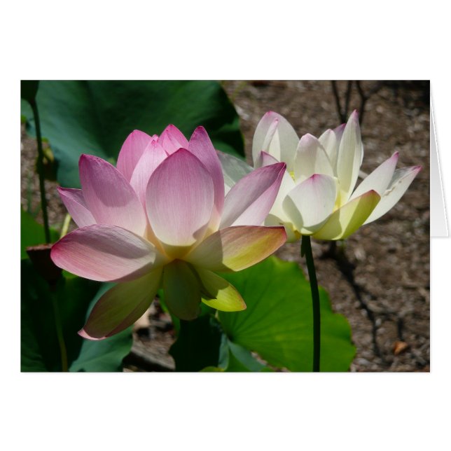 Pair of Lotus Flowers I (Front Horizontal)
