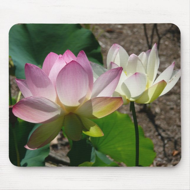 Pair of Lotus Flowers I Mouse Pad (Front)