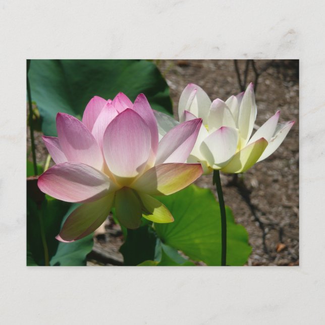 Pair of Lotus Flowers I Postcard (Front)