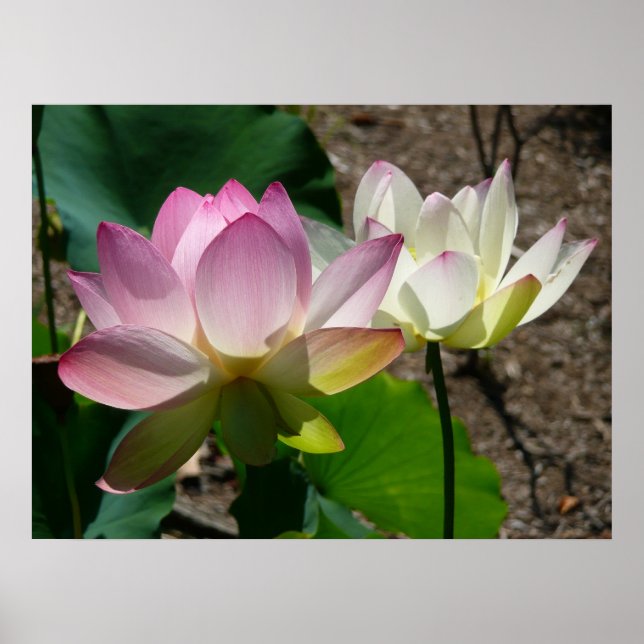Pair of Lotus Flowers I Poster (Front)