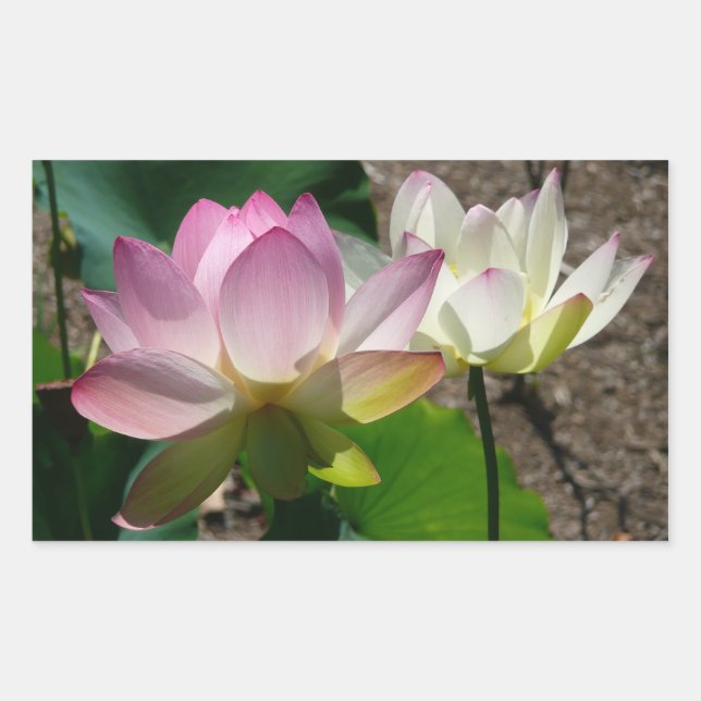 Pair of Lotus Flowers I Rectangular Sticker (Front)