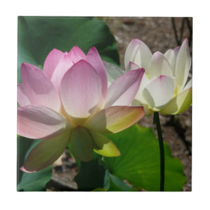 Pair of Lotus Flowers I Tile