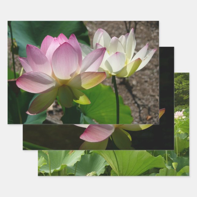 Pair of Lotus Flowers I Wrapping Paper Sheet (Set)