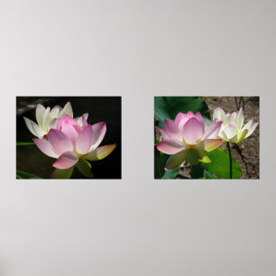 Pair of Lotus Flowers II