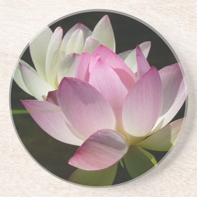 Pair of Lotus Flowers II Coaster (Front)