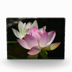Pair of Lotus Flowers II Photo Block