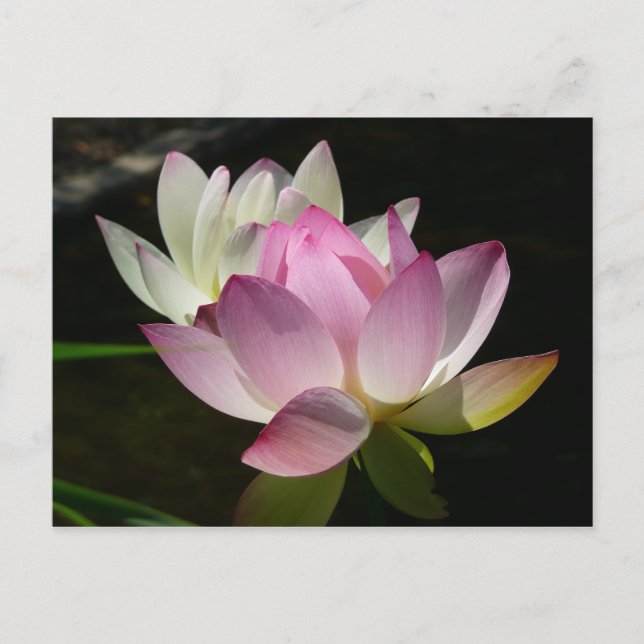 Pair of Lotus Flowers II Postcard (Front)