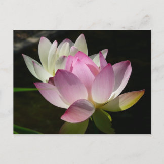 Pair of Lotus Flowers II Postcard