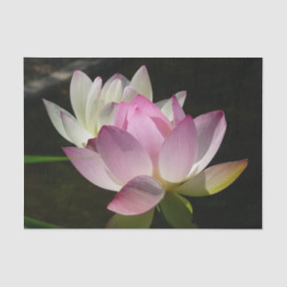 Pair of Lotus Flowers II Tissue Paper