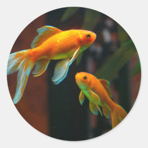 Pair of Lucky Goldfish Classic Round Sticker