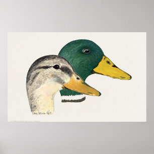 Pair of Mallard Ducks (Drake and Hen) Poster