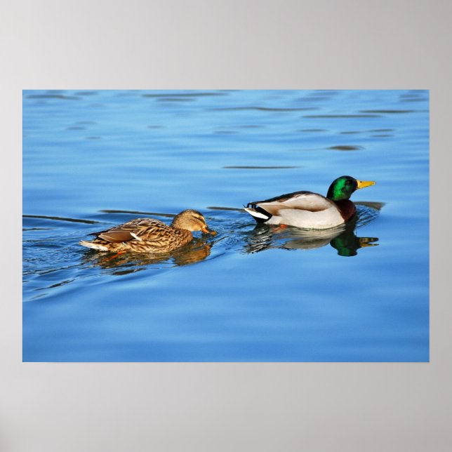 Pair of mallard ducks poster (Front)