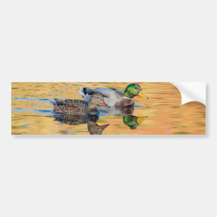 Pair of Mallards Bumper Sticker
