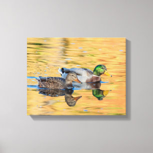 Pair of Mallards Canvas Print
