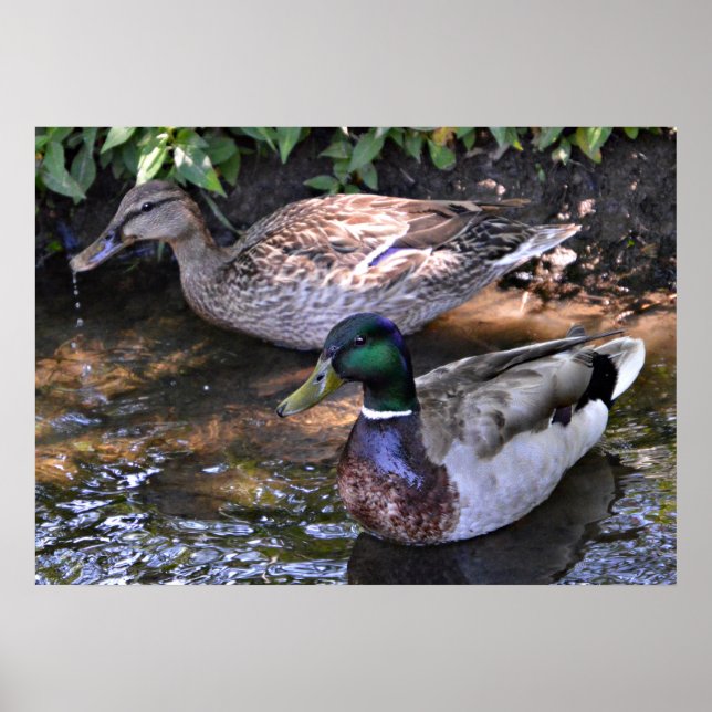 Pair of Mated Mallards Poster (Front)