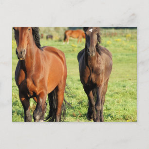 Pair of Morgans Postcard
