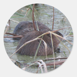 Pair of Muskrats Classic Round Sticker