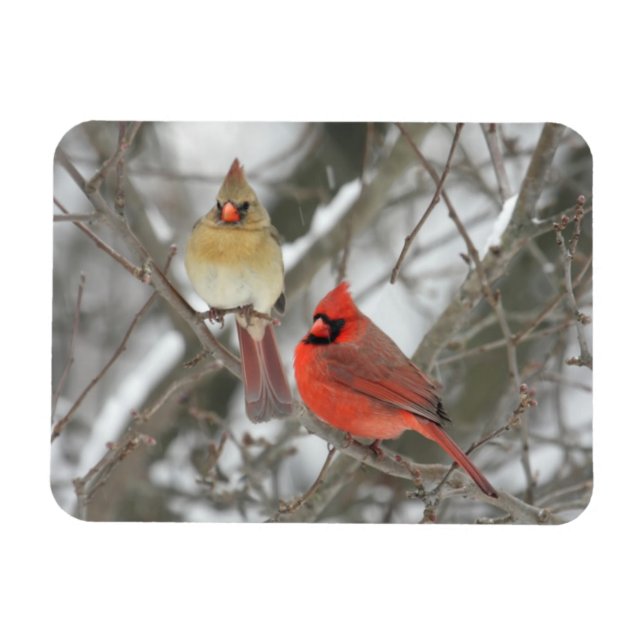Pair Of Northern Cardinals Magnet (Horizontal)