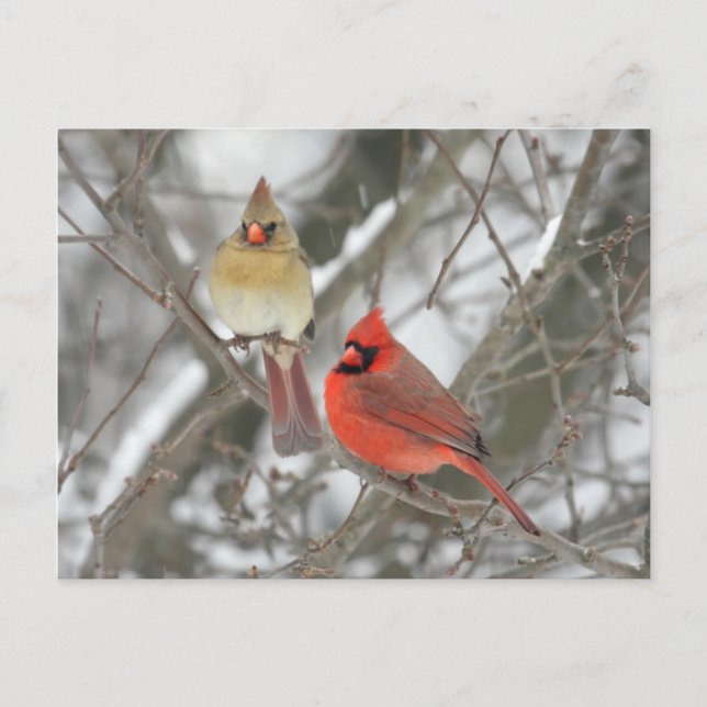 Pair Of Northern Cardinals Postcard (Front)