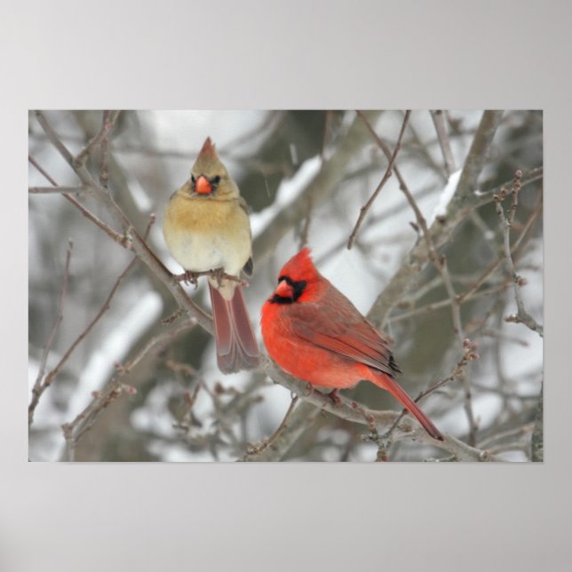 Pair Of Northern Cardinals Poster (Front)