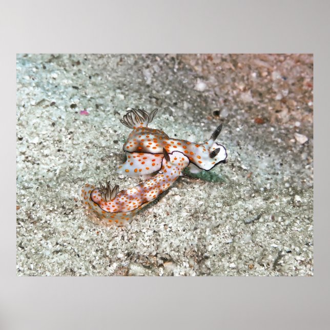 Pair of Nudibranchs Poster (Front)