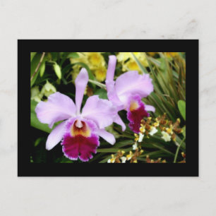 Pair of Orchids Postcard