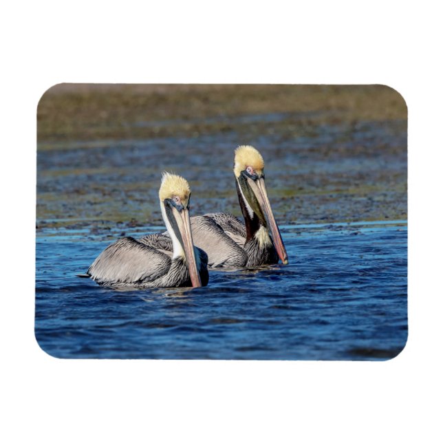 Pair of Pelicans Magnet (Horizontal)