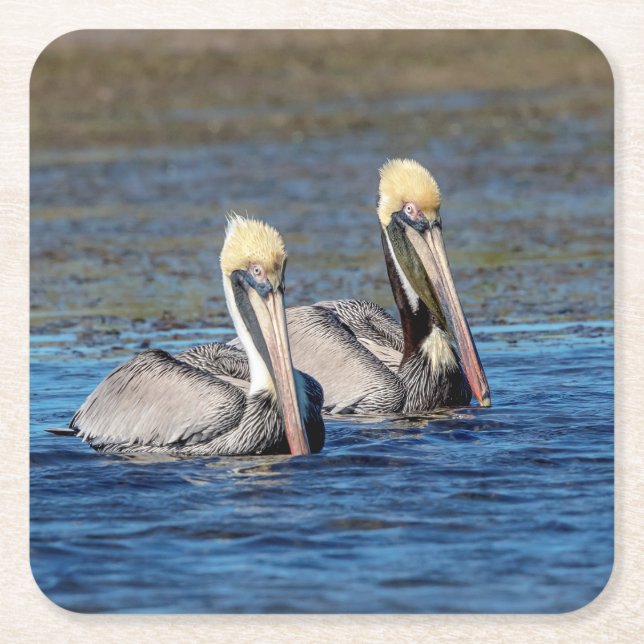 Pair of Pelicans Square Paper Coaster (Front)