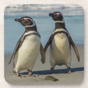 Pair of penguins on the beach coaster