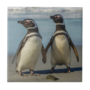 Pair of penguins on the beach tile