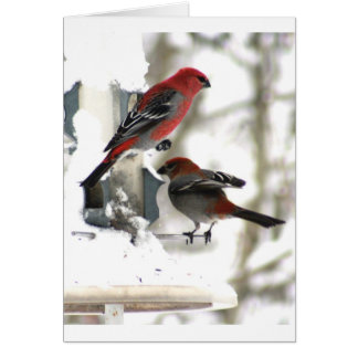 Pair of Pine Grosbeaks